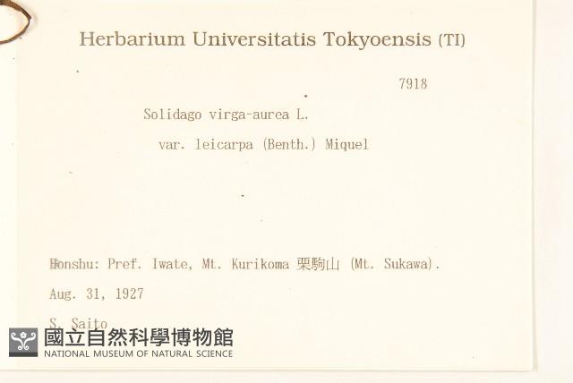 一枝黃花藏品圖，第2張