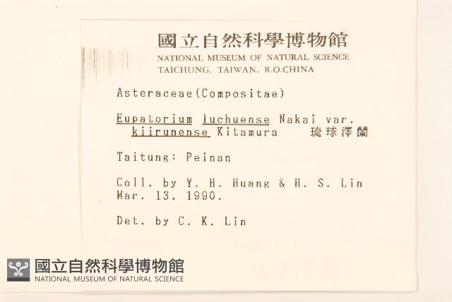 琉球澤蘭藏品圖，第2張