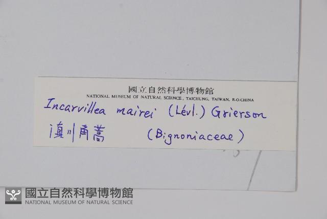 滇川角蒿藏品圖，第2張