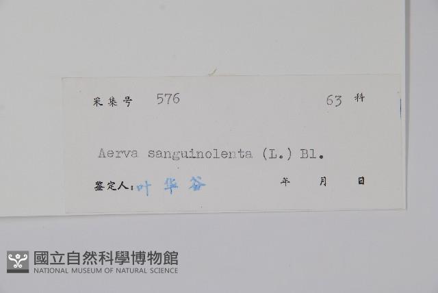 蔓雞冠、絹毛莧藏品圖，第2張