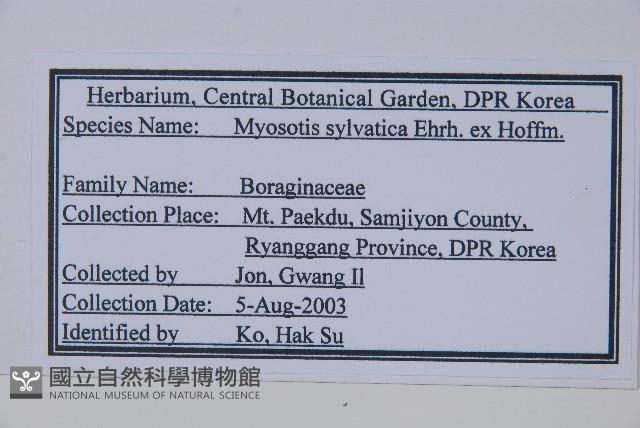 勿忘草藏品圖，第2張