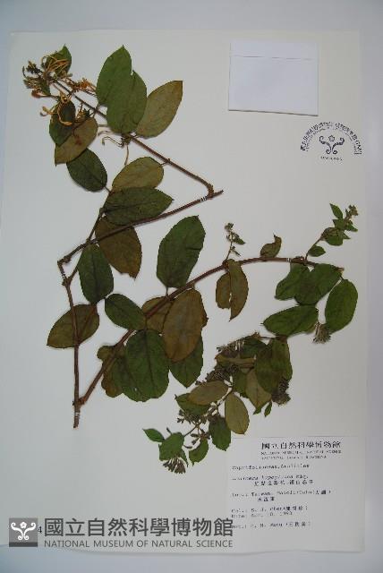 裡白忍冬、紅腺忍冬藏品圖，第1張