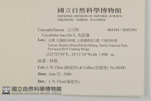 狗筋蔓藏品圖，第2張