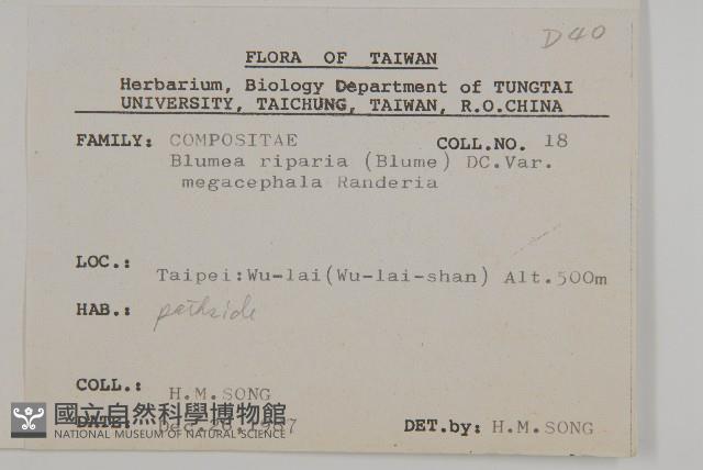 大頭艾納香藏品圖，第2張