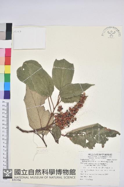 粗糠柴藏品圖，第1張