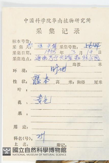 豬菜藤藏品圖，第2張