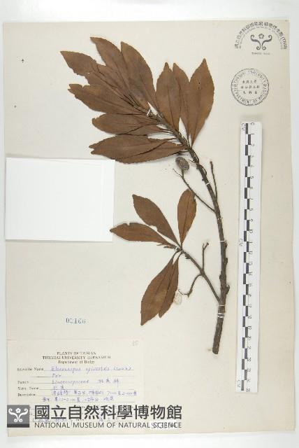 杜英、山杜英、蘭嶼杜英藏品圖，第1張