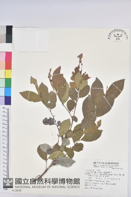 細葉饅頭果藏品圖，第1張