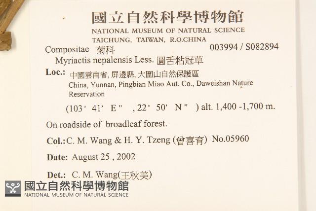 圓舌粘冠草藏品圖，第2張