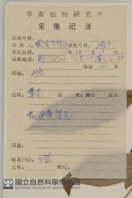 裡白艾納香藏品圖，第2張