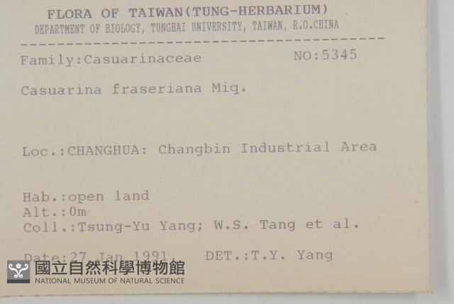 佛氏木麻黃藏品圖，第2張