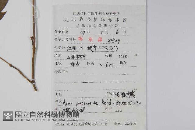 毛脈槭藏品圖，第2張