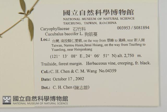 狗筋蔓藏品圖，第2張