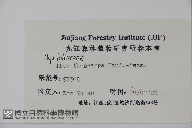 茶果冬青藏品圖，第2張