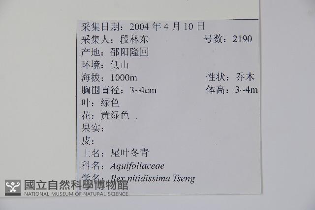 尾葉冬青藏品圖，第2張