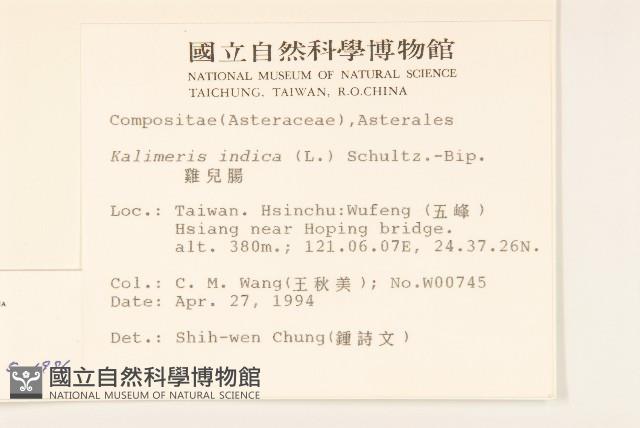 白頂飛蓬藏品圖，第2張