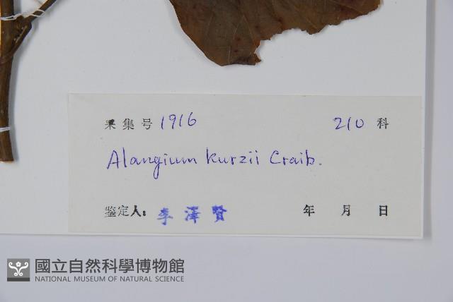 長毛八角楓藏品圖，第2張