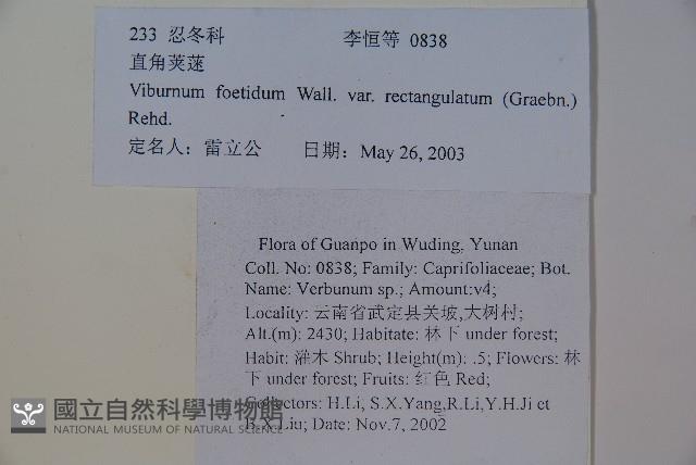 狹葉莢迷藏品圖，第2張