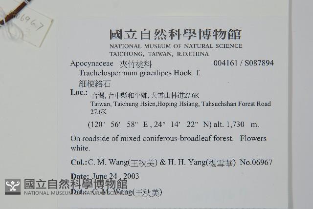 細梗絡石藏品圖，第2張