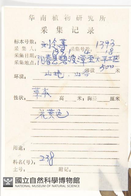 蟛蜞菊藏品圖，第2張