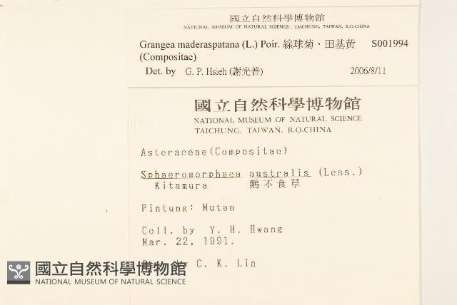 線球菊、田基黃藏品圖，第2張