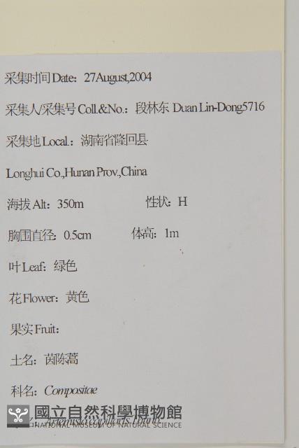 茵蔯蒿藏品圖，第2張