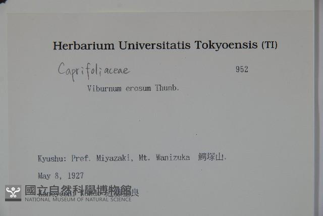 松田氏莢迷、宜昌莢迷藏品圖，第2張