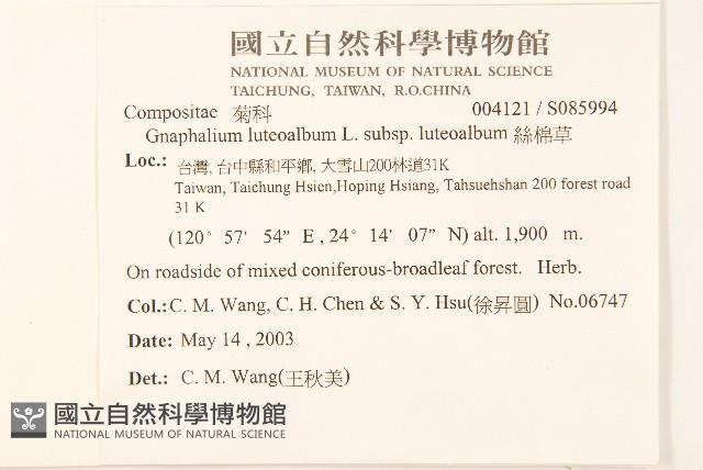 絲綿草藏品圖，第2張