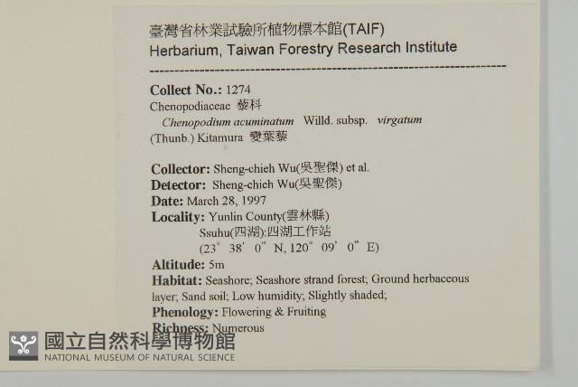 變葉藜藏品圖，第2張