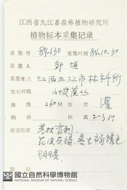 藤胡頹子藏品圖，第2張