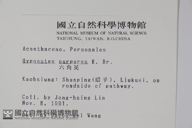 六角英, 槍刀菜藏品圖，第2張