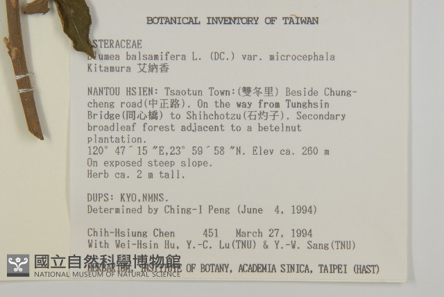 艾納香藏品圖，第2張