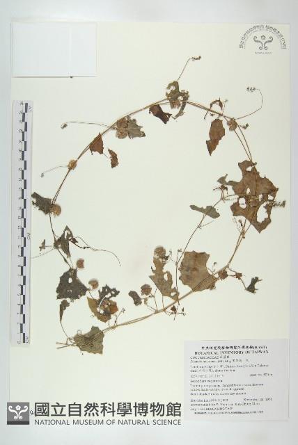 黑果馬交兒藏品圖，第1張