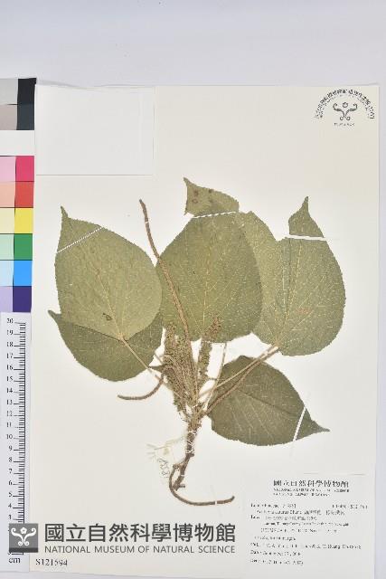 蘭嶼鐵莧、綠島鐵莧藏品圖，第1張