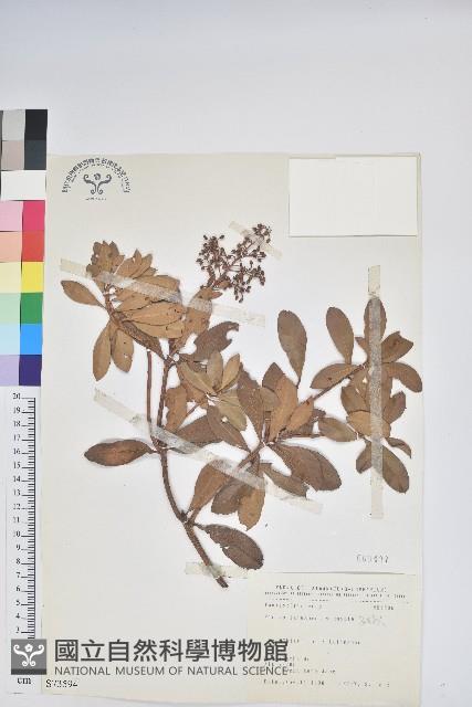 Formosa Pieris Collection Image