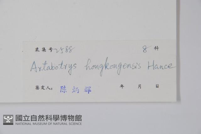 香港鷹爪花藏品圖，第2張