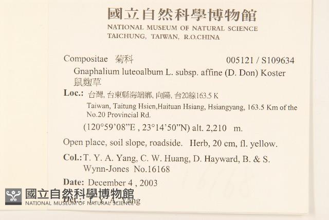 鼠麴草藏品圖，第2張