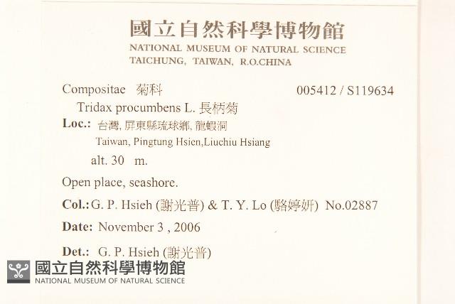 長柄菊藏品圖，第2張