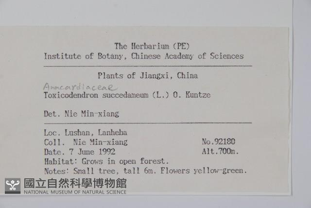 野漆、木臘樹藏品圖，第2張