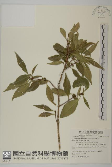 福建賽衛矛、福建假衛矛藏品圖，第1張