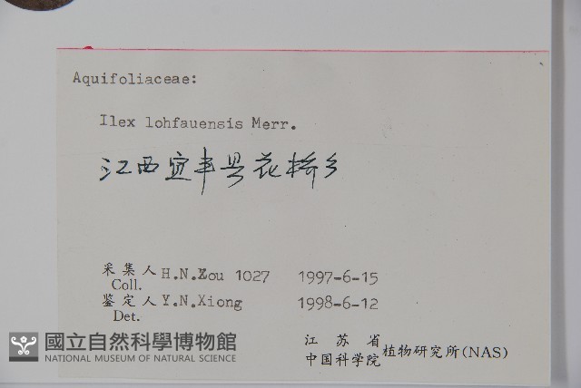 羅浮冬青、矮冬青藏品圖，第2張