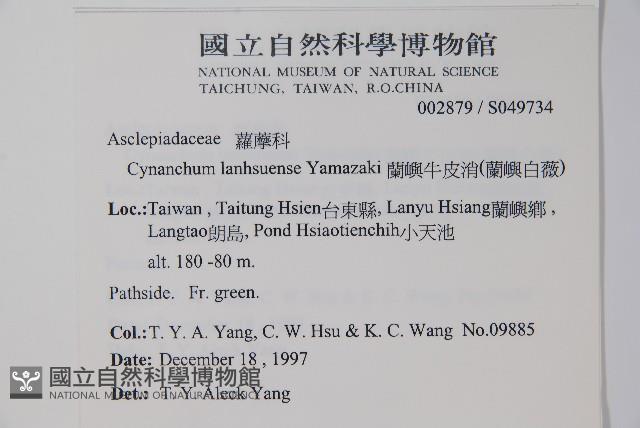 蘭嶼牛皮消、蘭嶼白薇藏品圖，第2張