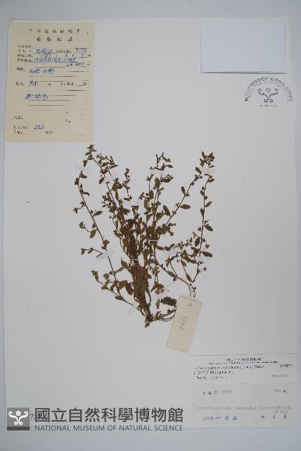 細纍子草藏品圖，第1張