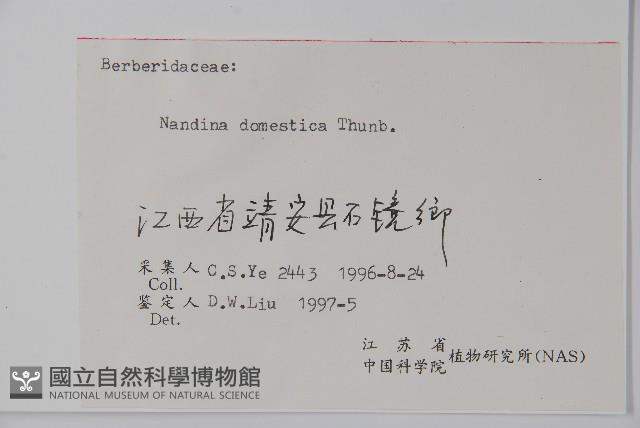 南天竹、天竹、蘭天竹藏品圖，第2張