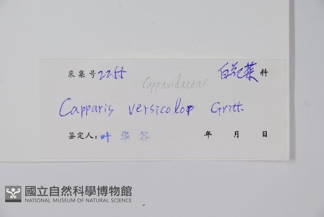 屈頭雞藏品圖，第2張