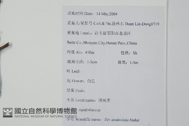 鼠李冬青、滿樹星藏品圖，第2張