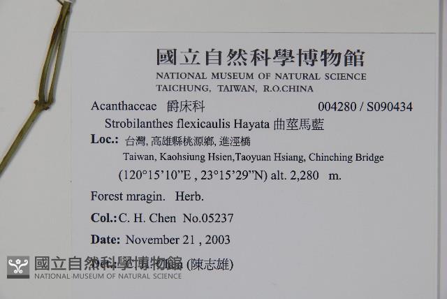 曲莖馬藍藏品圖，第2張