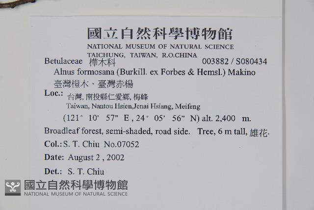 臺灣赤楊、臺灣榿木藏品圖，第2張