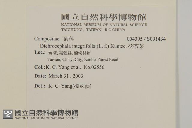 茯苓菜藏品圖，第2張