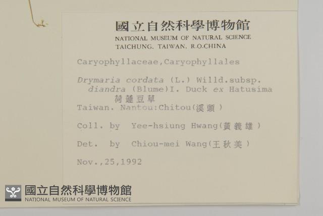 荷蓮豆草、菁芳草藏品圖，第2張